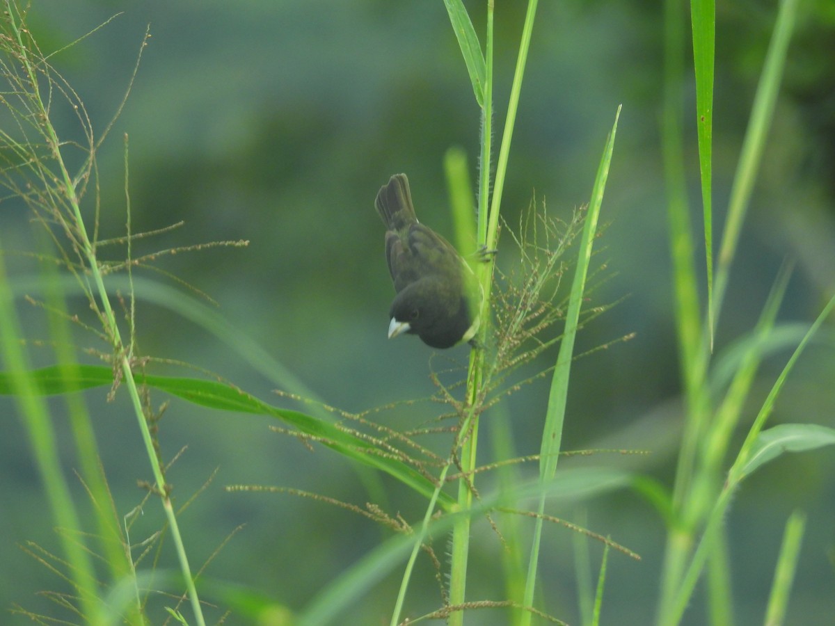 Yellow-bellied Seedeater - Johser Nature