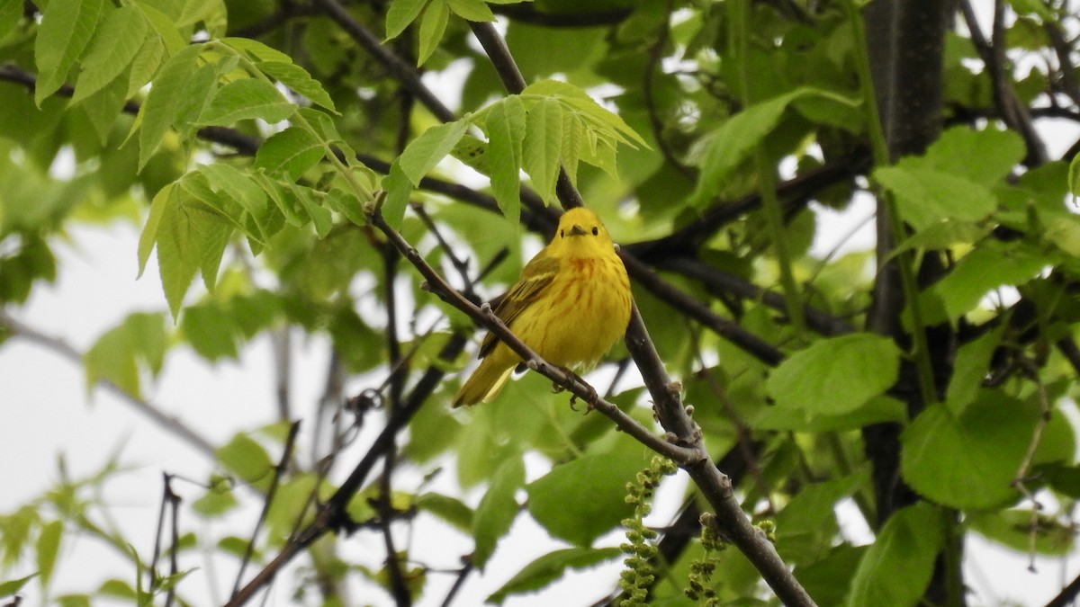 Yellow Warbler - Keith Eric Costley