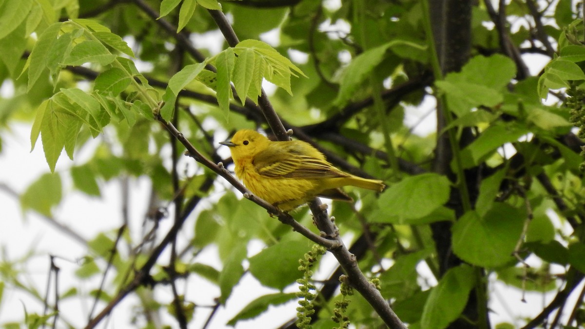 Yellow Warbler - Keith Eric Costley