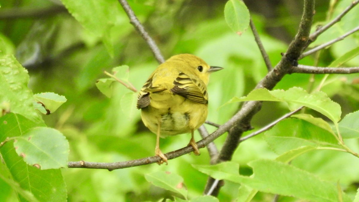 Yellow Warbler - Keith Eric Costley