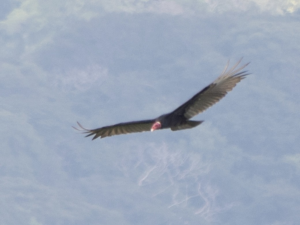 Turkey Vulture - Rene sun