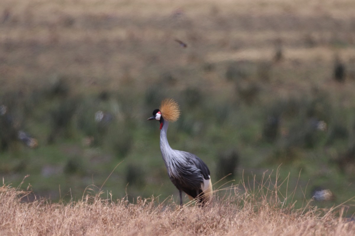 Grulla Coronada Cuelligrís - ML619669223