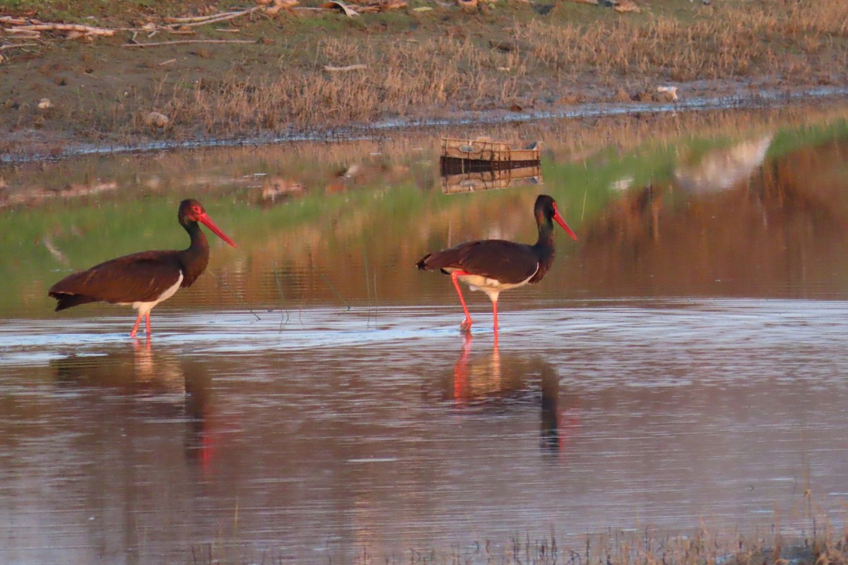 Black Stork - ML619669230