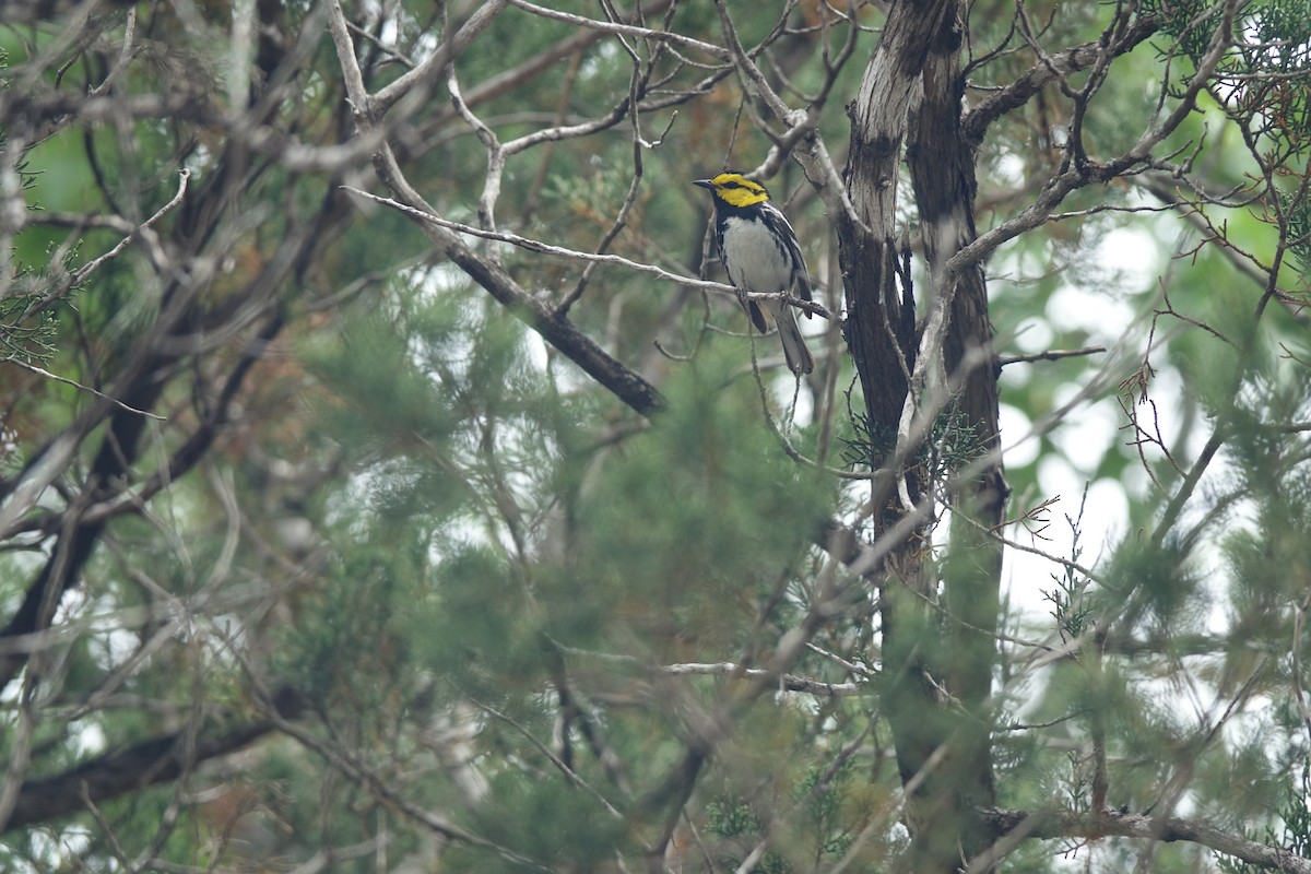 Golden-cheeked Warbler - Francis Fekel