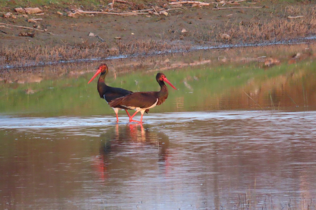 Black Stork - Theodora Tsimpouki