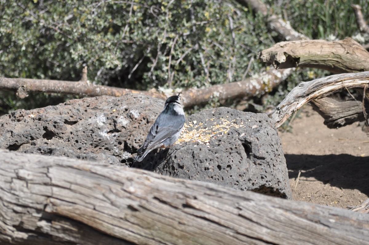 White-breasted Nuthatch (Interior West) - Samuel Rodgers