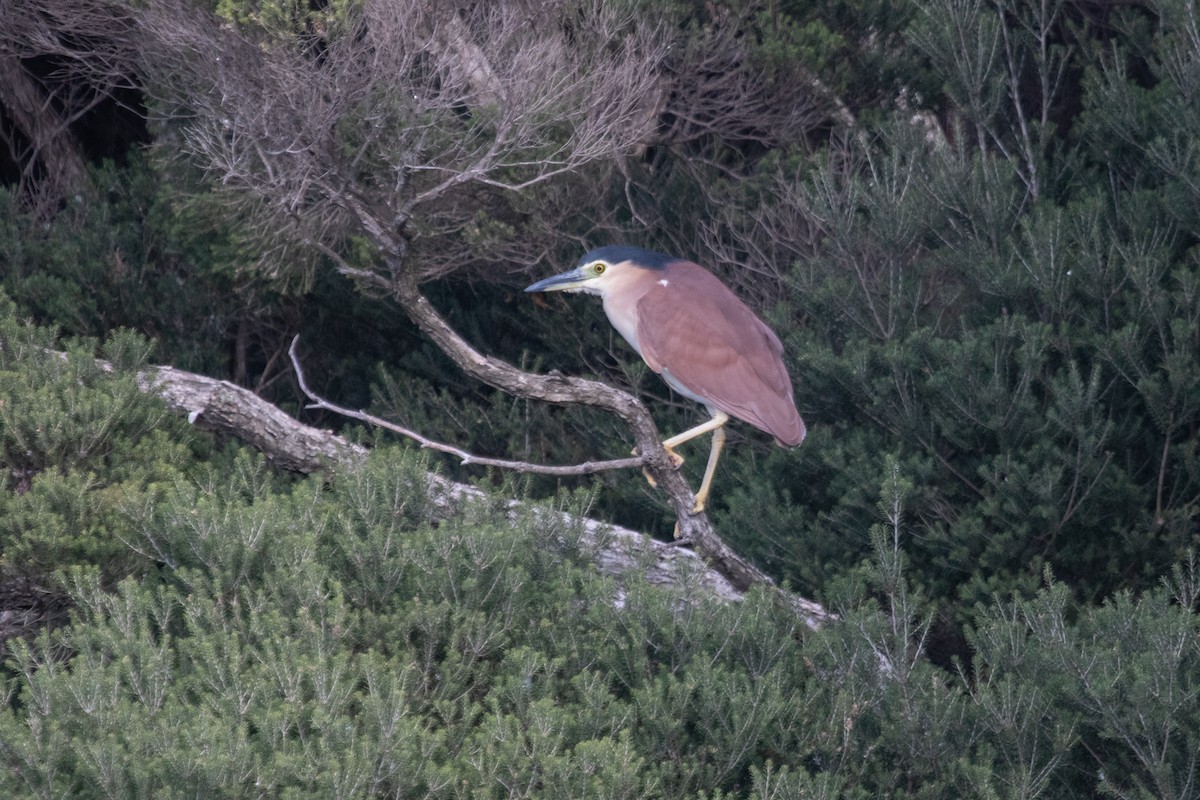 Nankeen Night Heron - Ramit Singal