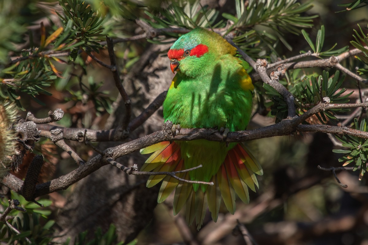 Musk Lorikeet - ML619669270