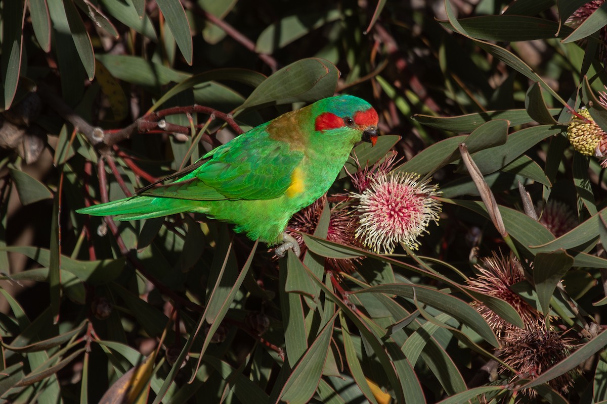 Musk Lorikeet - ML619669271