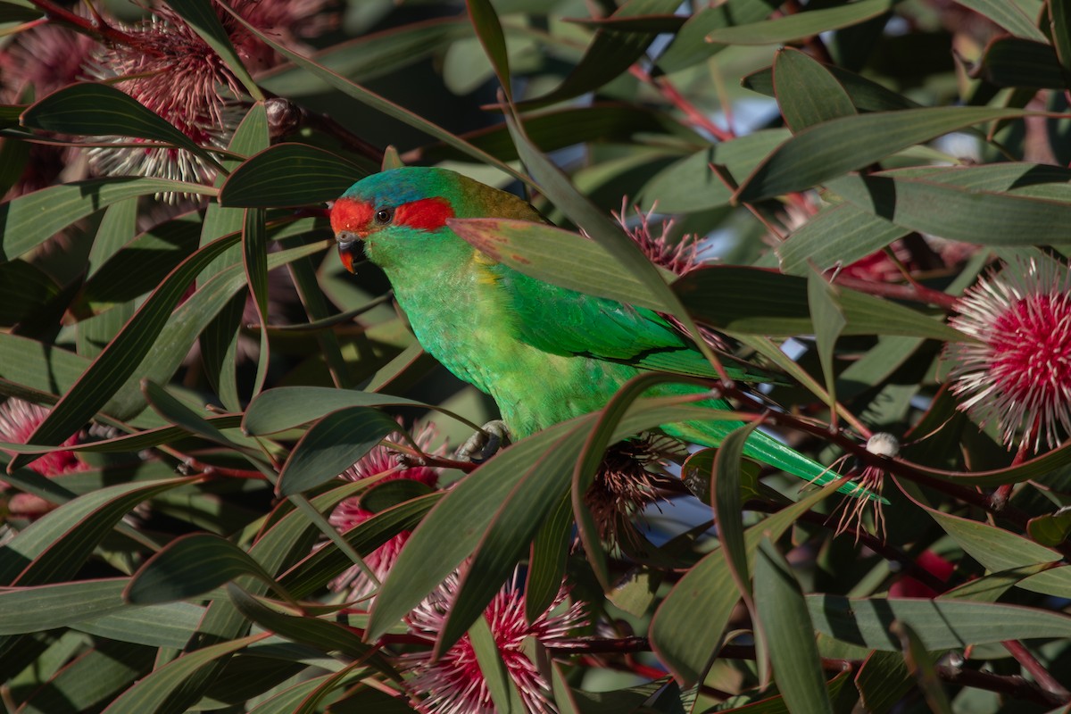 Musk Lorikeet - ML619669272