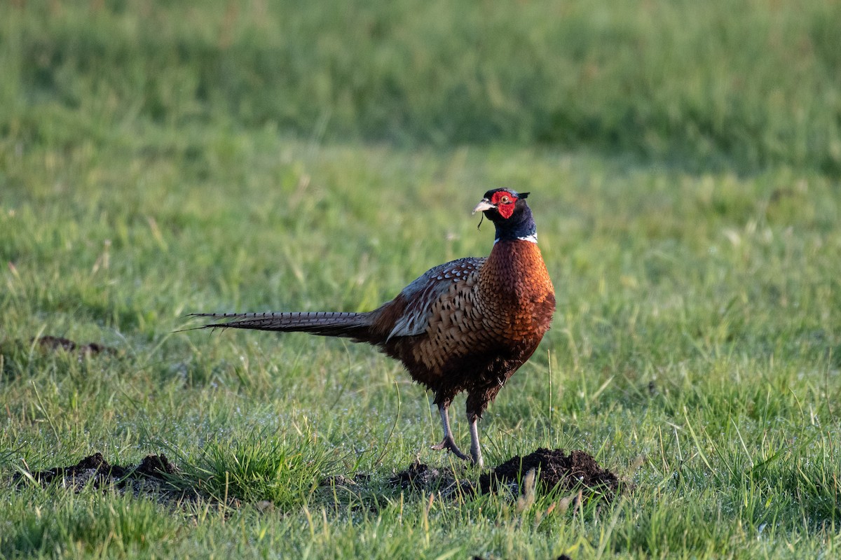 Ring-necked Pheasant - Tony  Rinaud