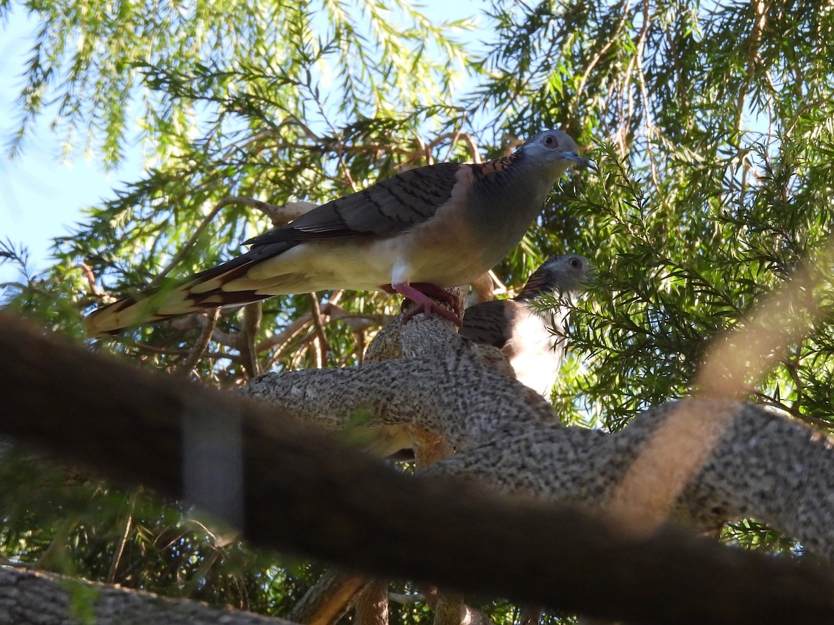 Bar-shouldered Dove - ML619669283