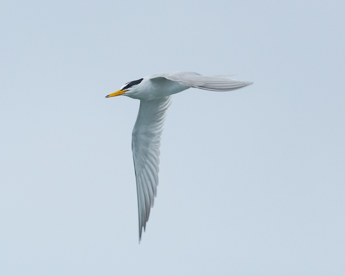 Little Tern - Yan Ze Ng