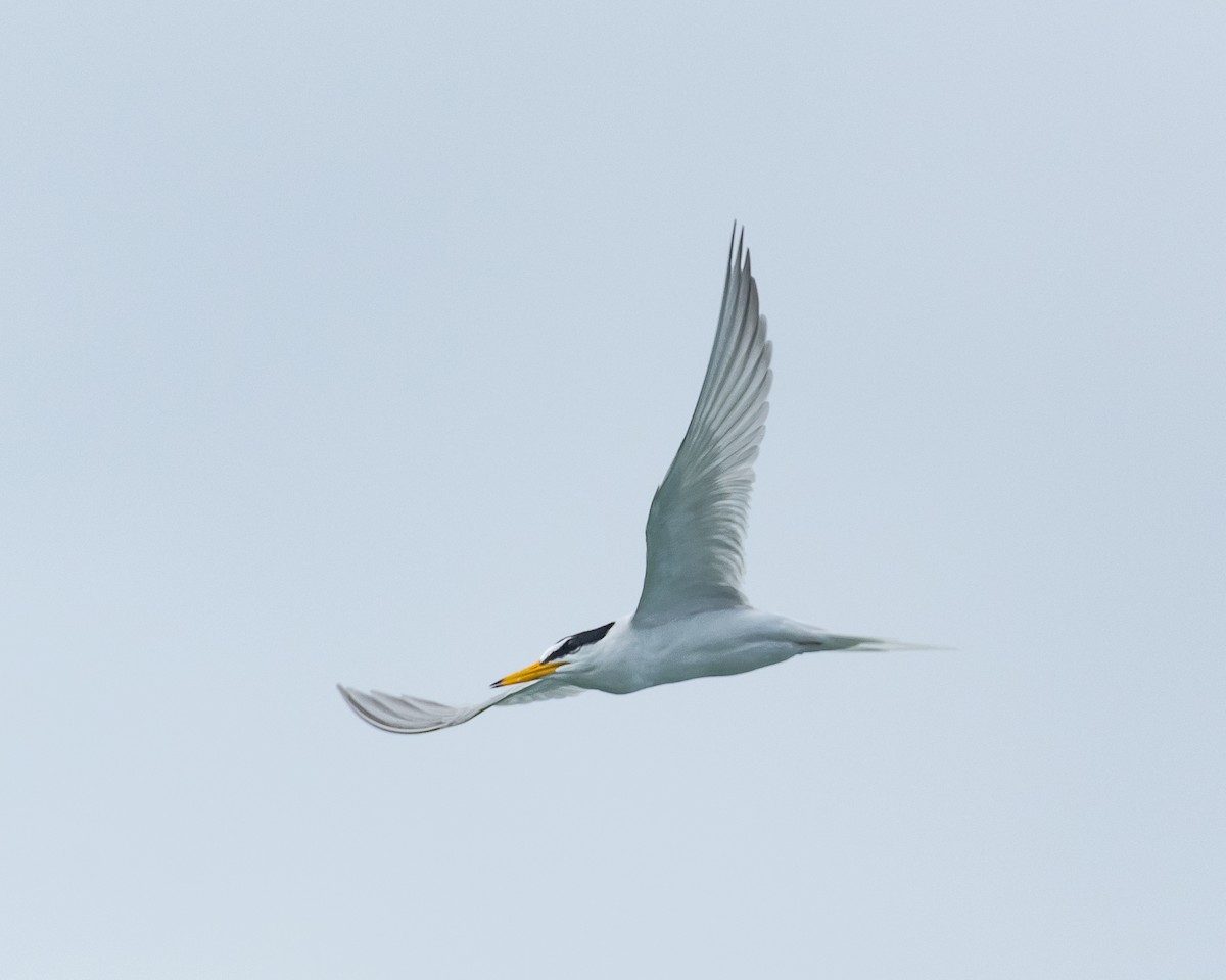 Little Tern - Yan Ze Ng