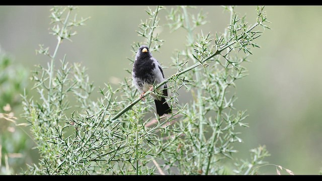 Mourning Sierra Finch - ML619669293