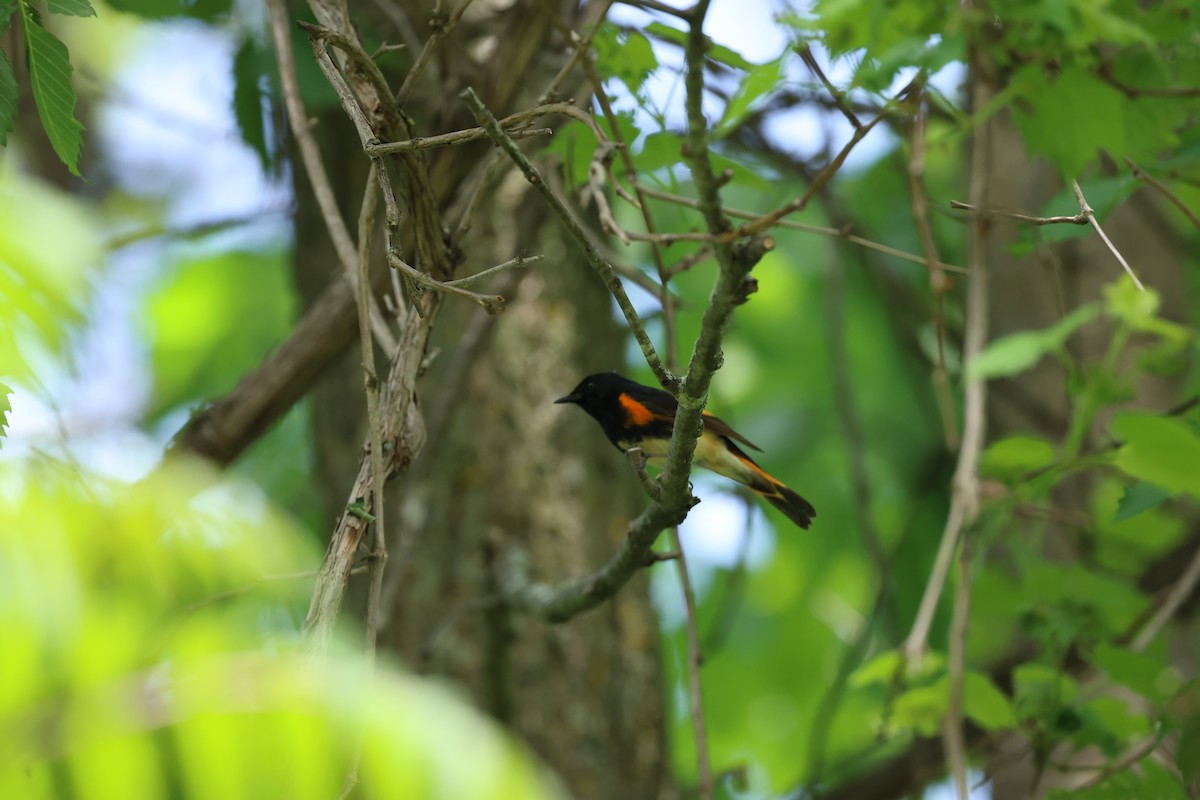 American Redstart - Marie Provost