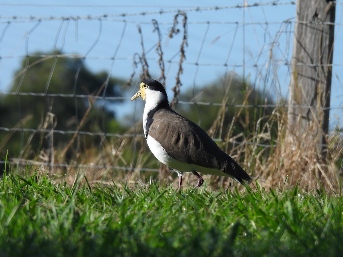 Masked Lapwing - Tris Allinson