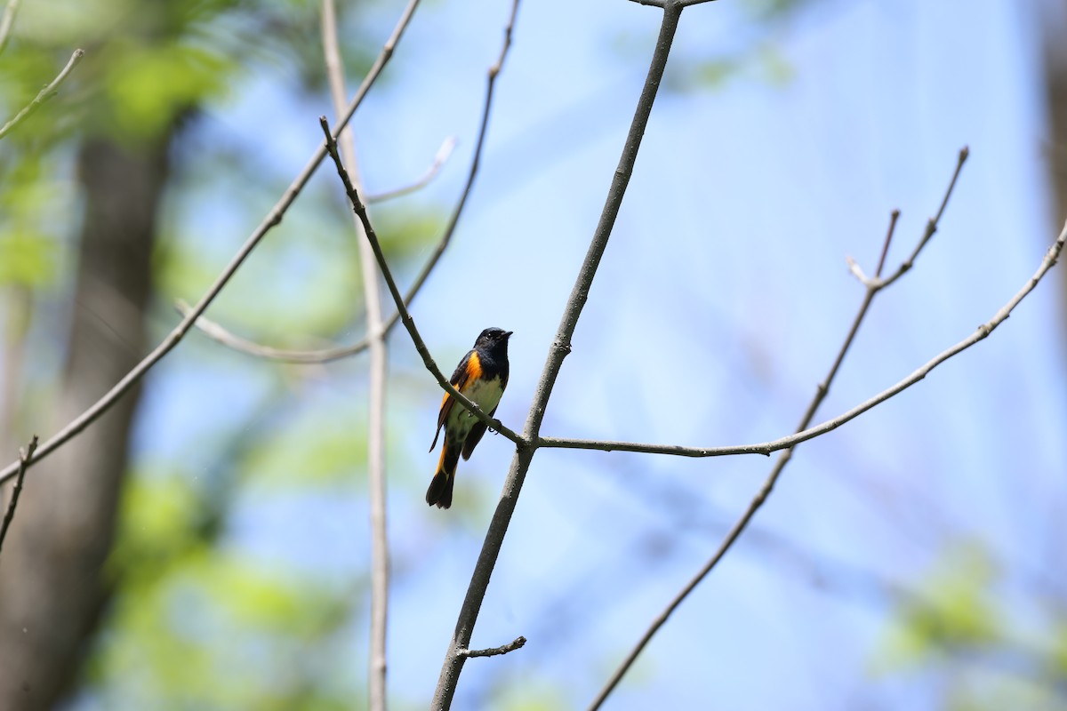 American Redstart - Marie Provost