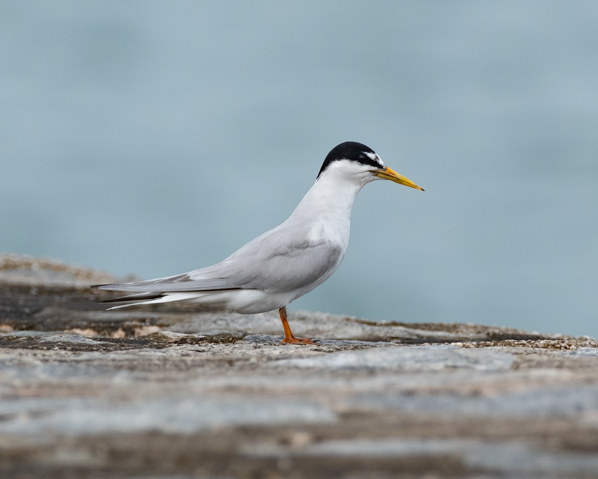 Little Tern - Yan Ze Ng