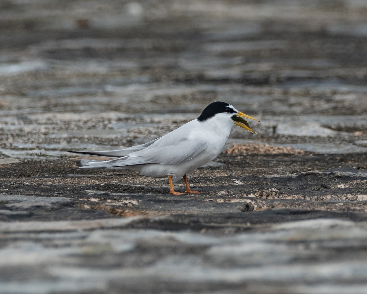 Little Tern - Yan Ze Ng