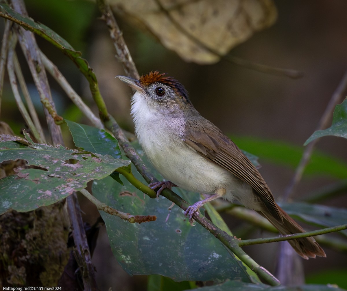 Scaly-crowned Babbler - Nattapong Banhomglin