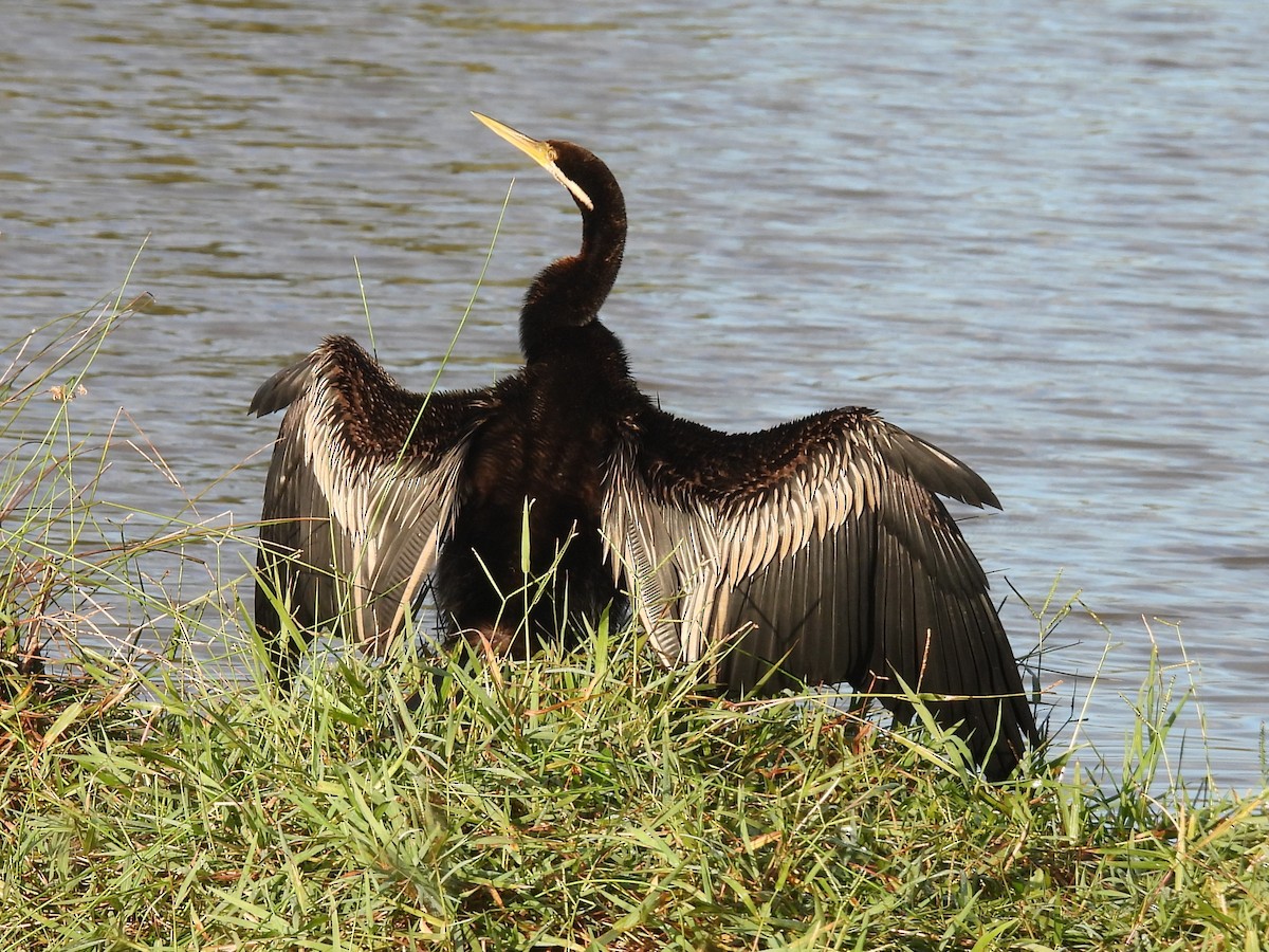 Australasian Darter - Tris Allinson