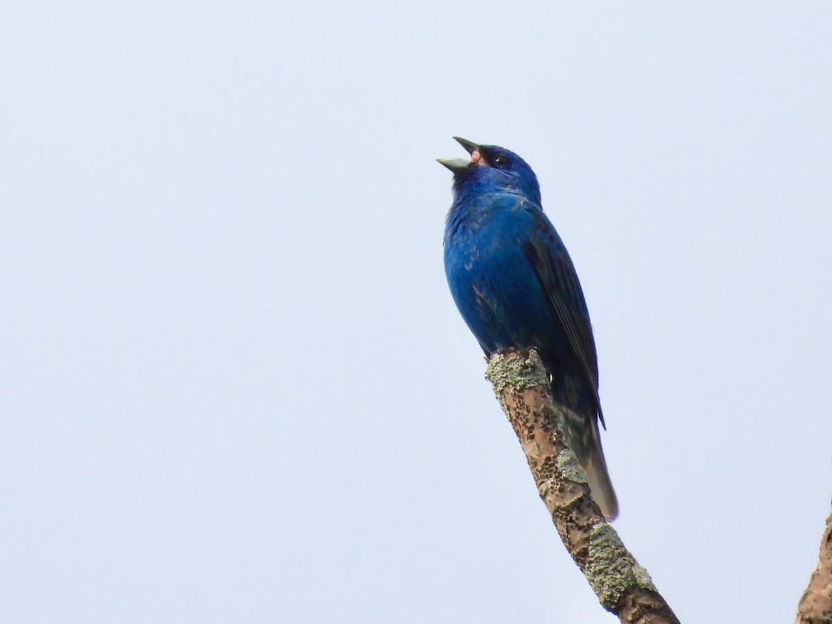 Indigo Bunting - ML619669311