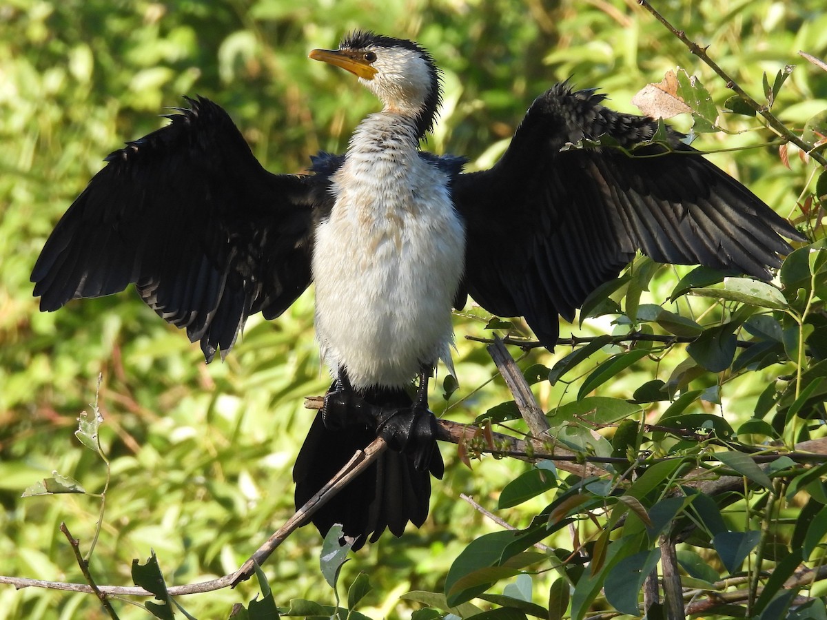 Little Pied Cormorant - Tris Allinson