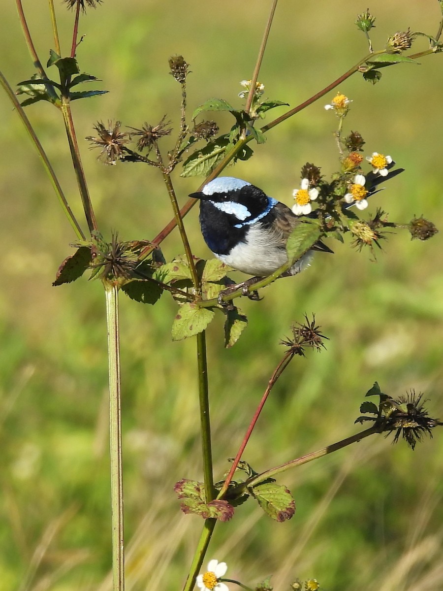 Superb Fairywren - Tris Allinson