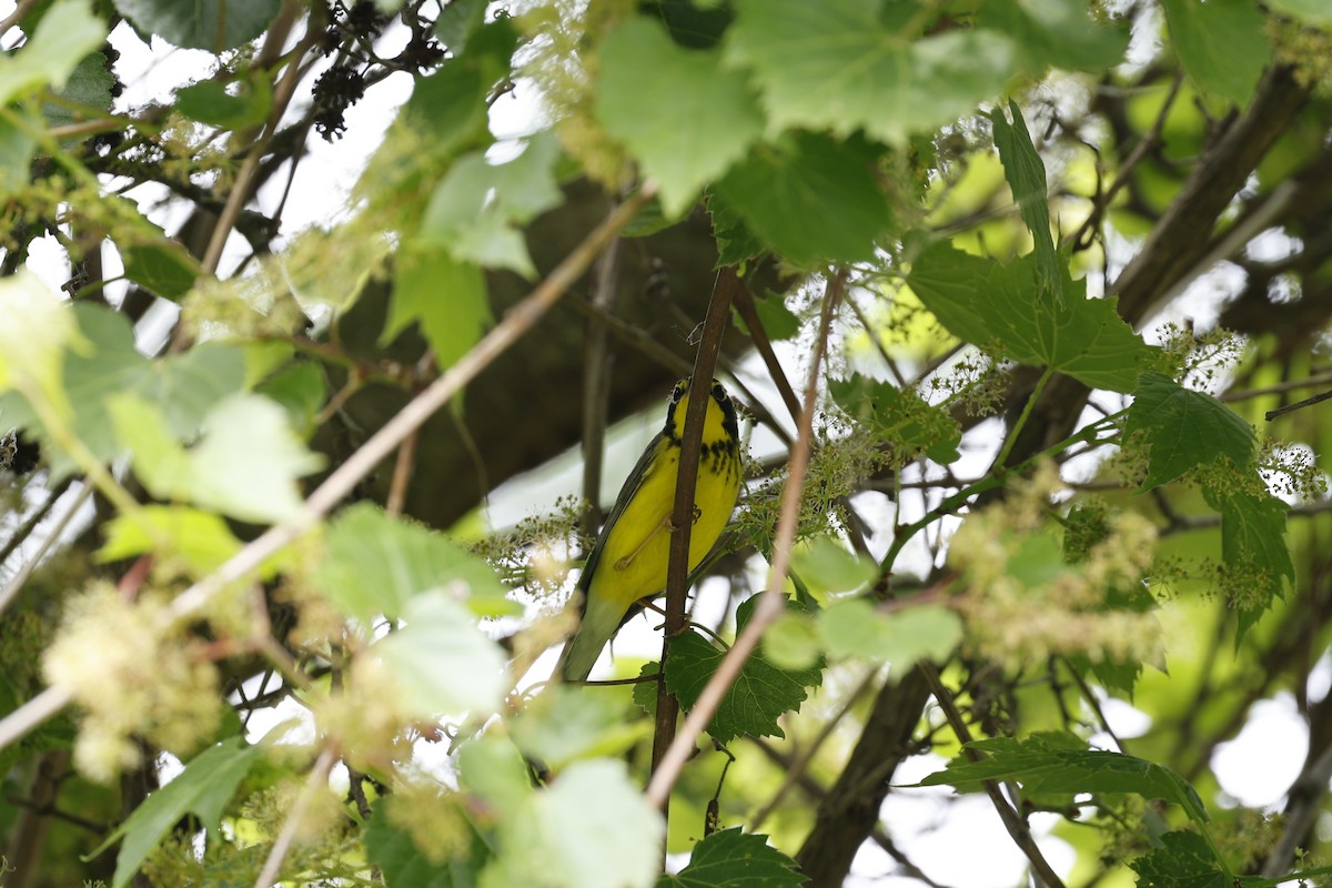 Canada Warbler - Lonny Garris