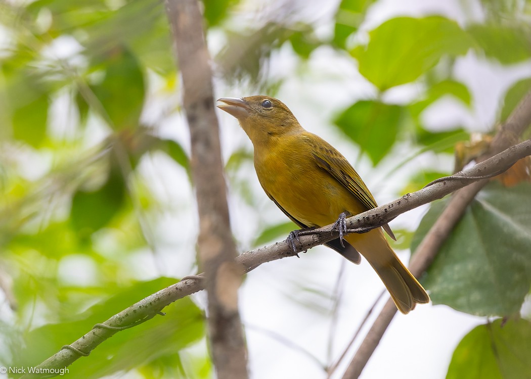 Summer Tanager - Nick Watmough