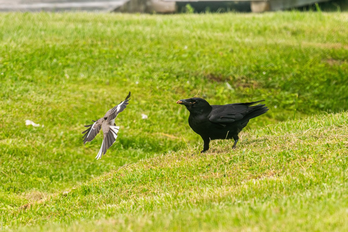 Northern Mockingbird - ML619669345