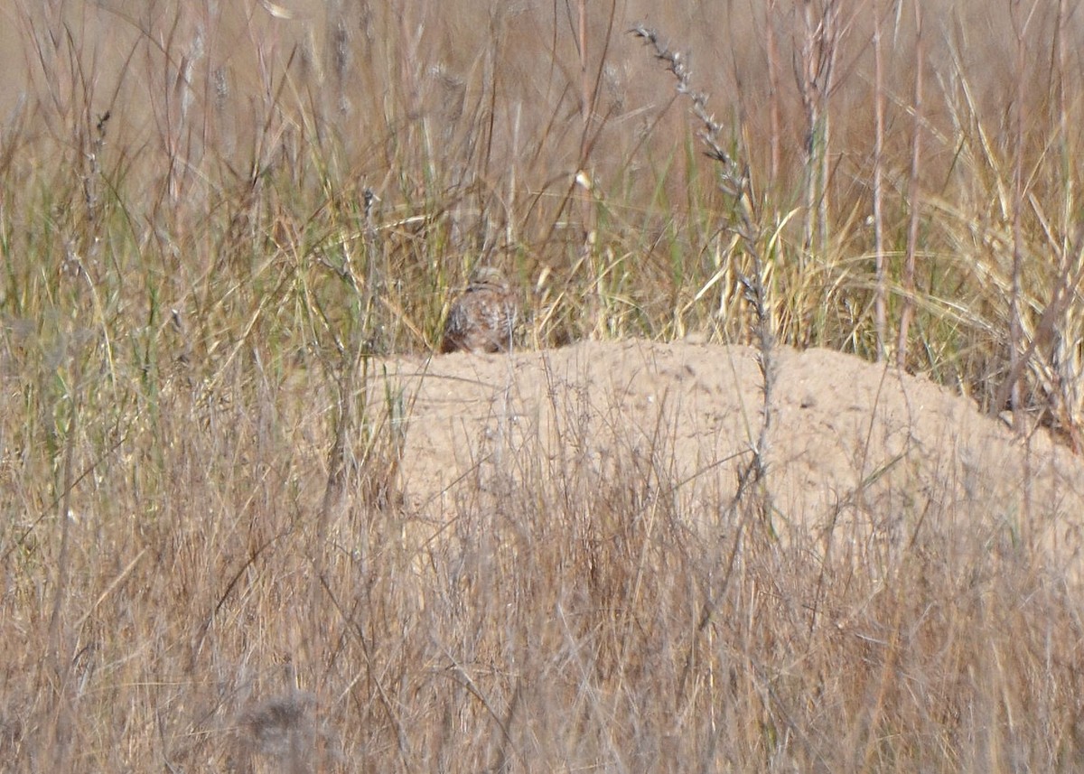 Burrowing Owl - ML619669347