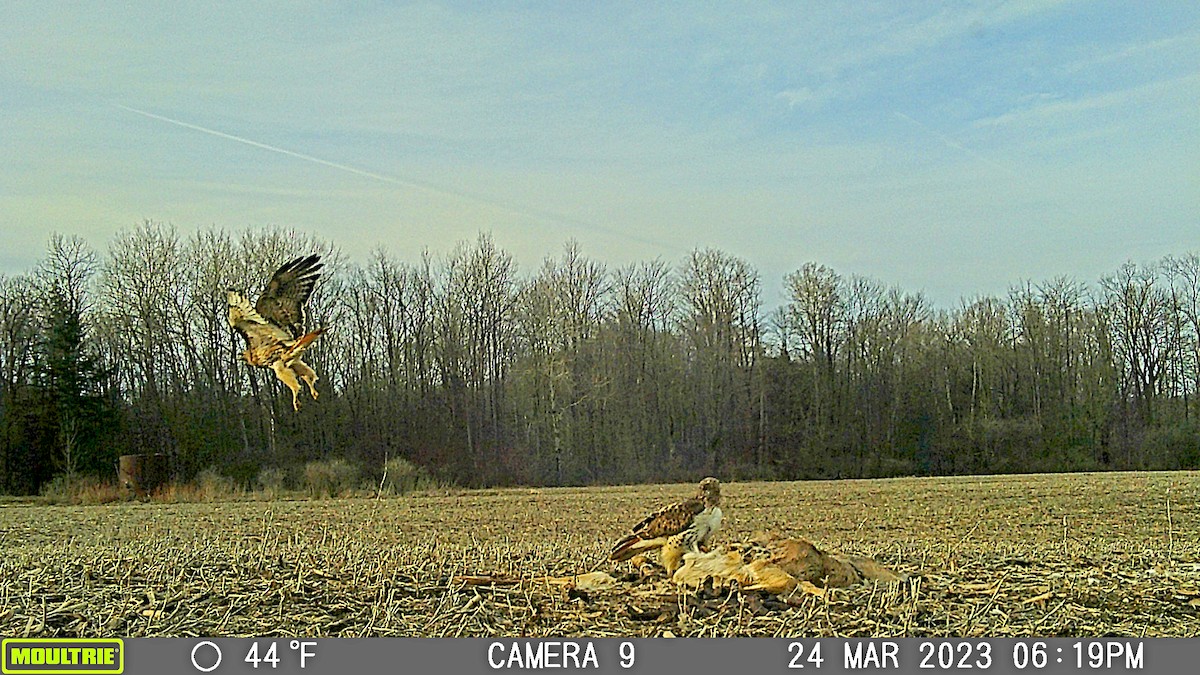 Red-tailed Hawk - ML619669356