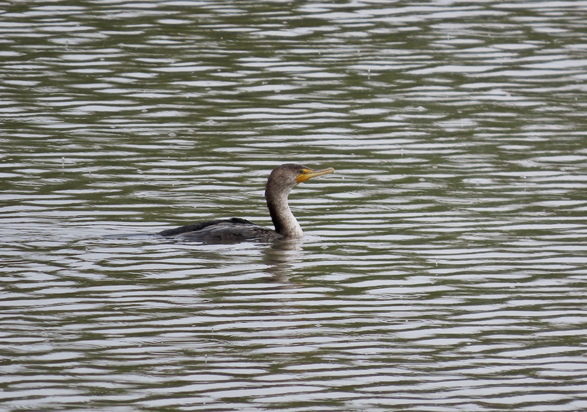 Cormoran à aigrettes - ML619669358