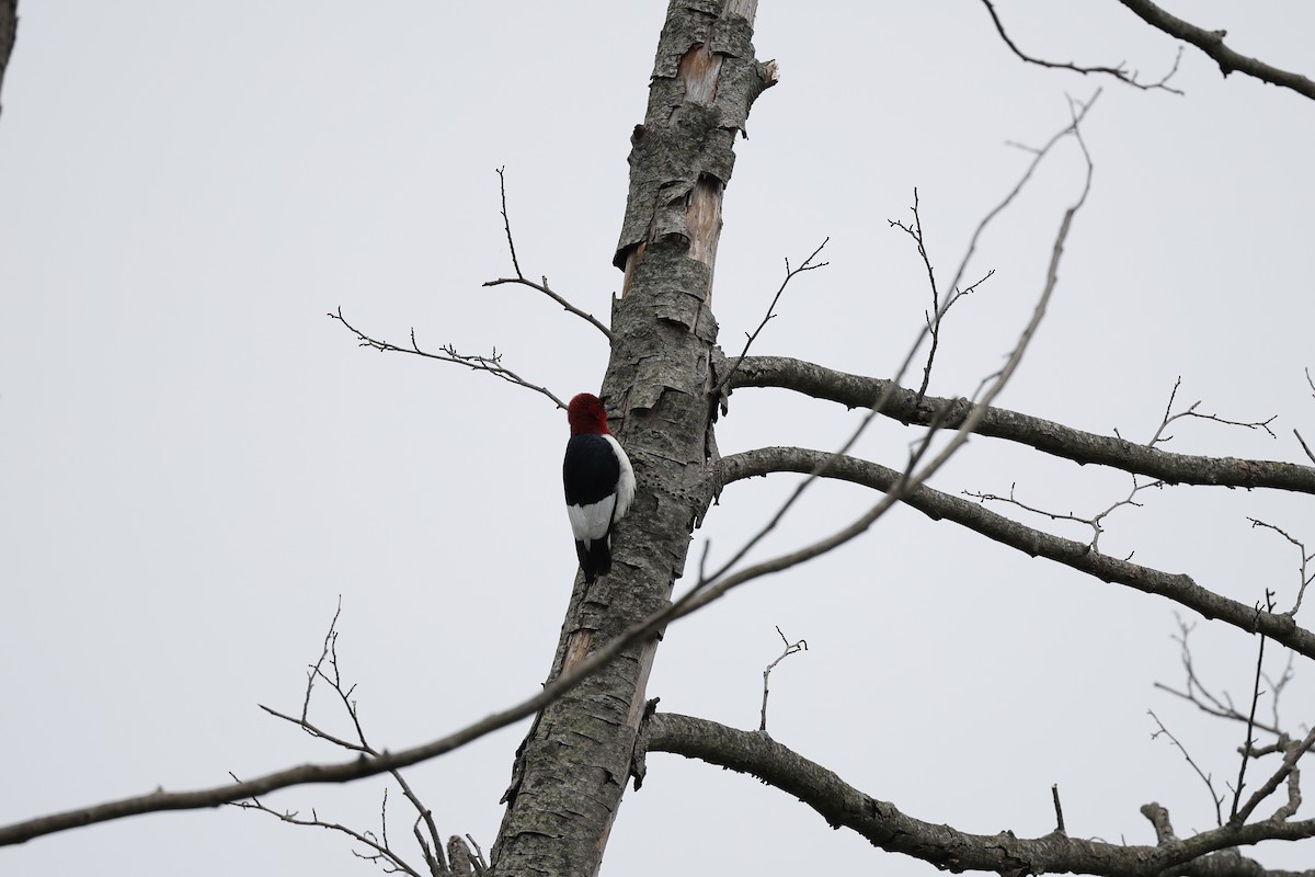 Pic à tête rouge - ML619669360