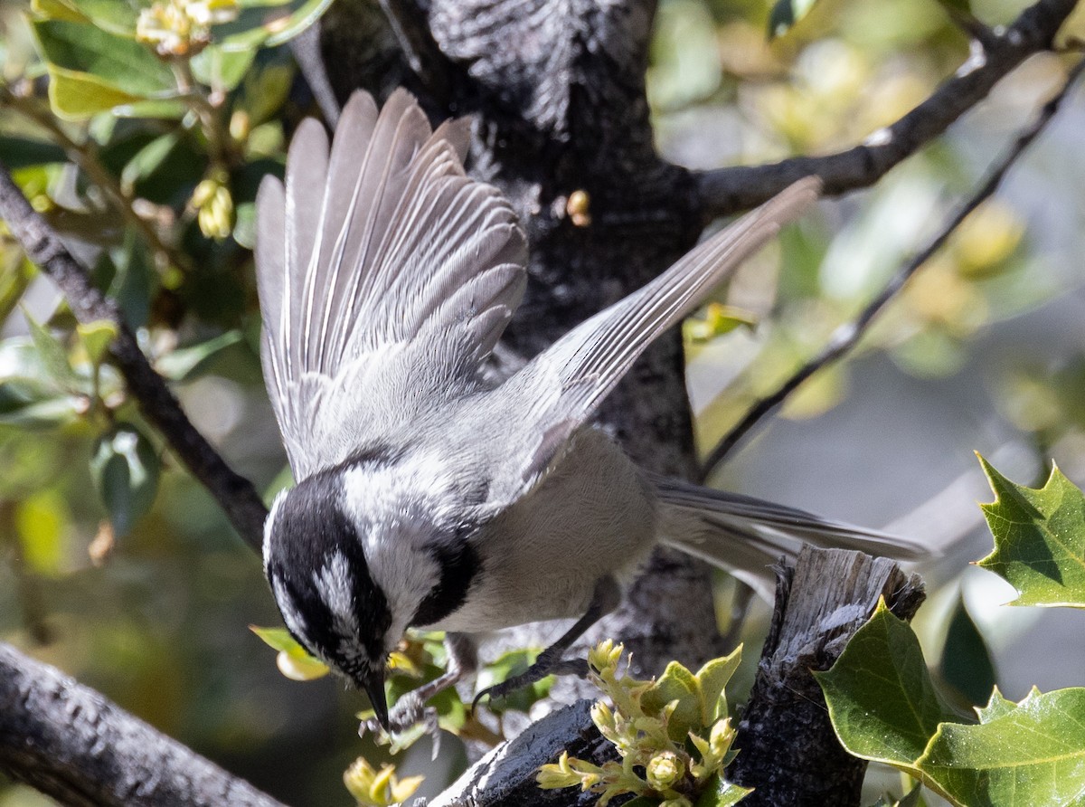 Mountain Chickadee - David Barton