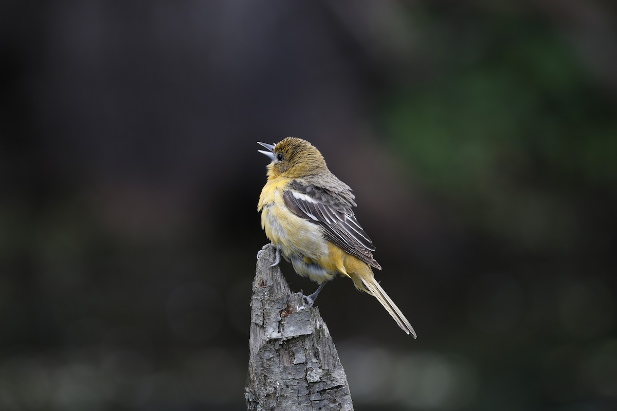 Baltimore Oriole - Lonny Garris