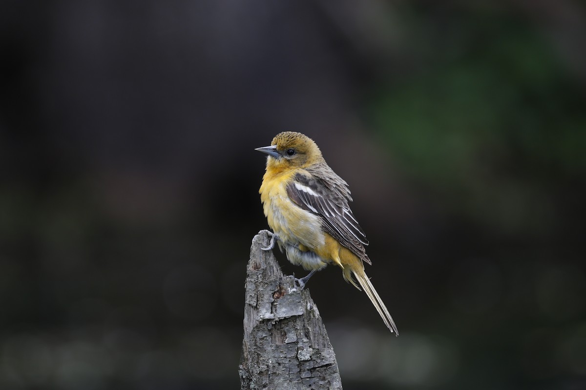 Baltimore Oriole - Lonny Garris