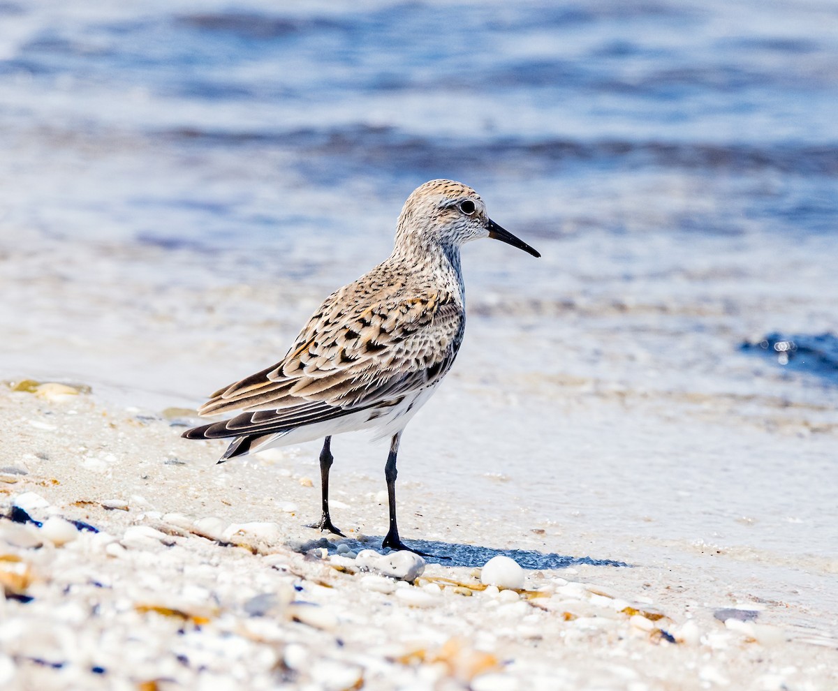 Semipalmated Sandpiper - Mike Murphy