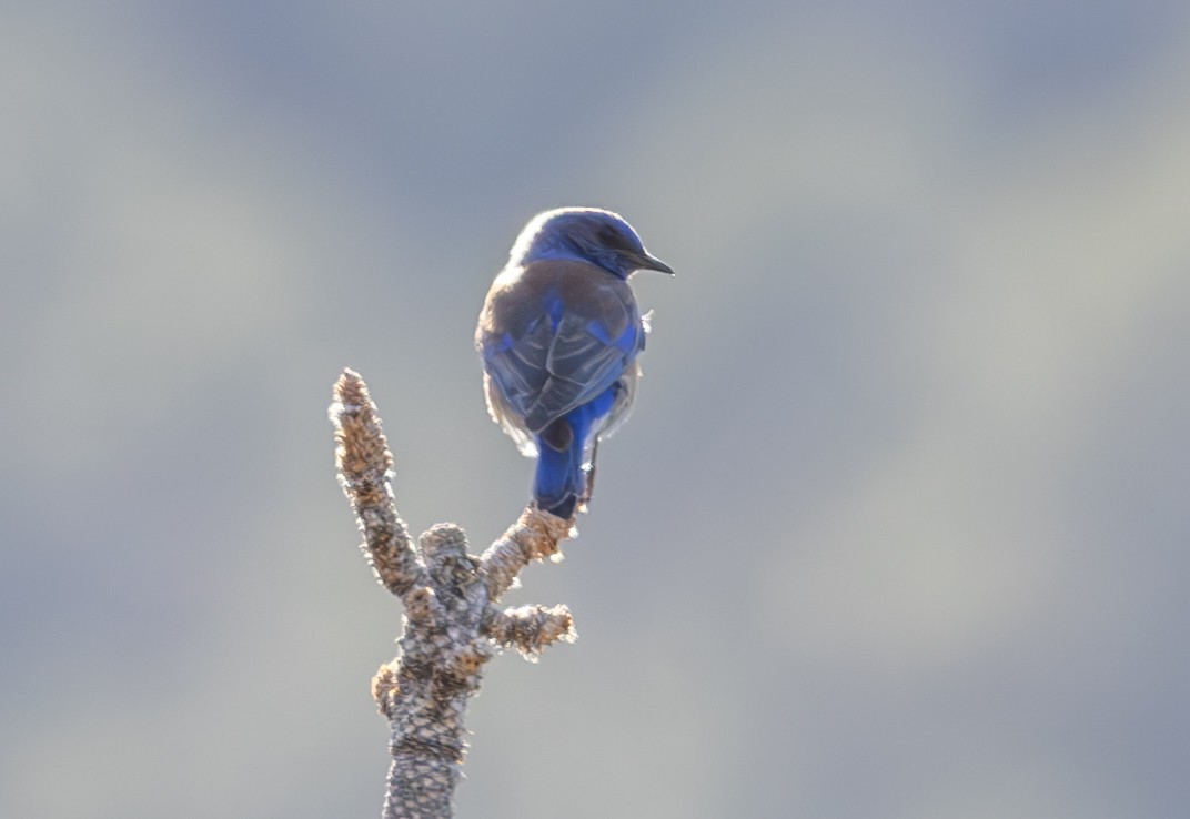 Western Bluebird - David Barton