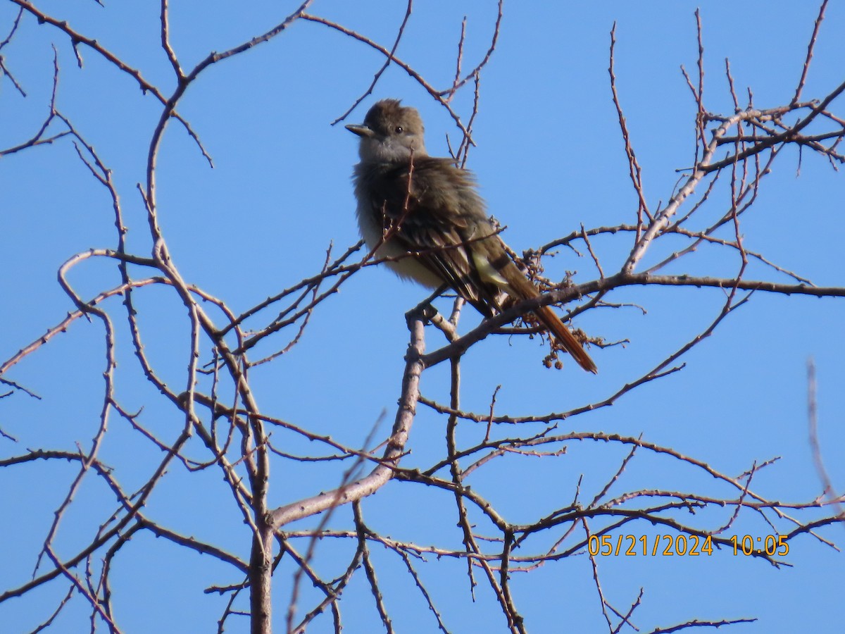 Brown-crested Flycatcher - Andy Harrison