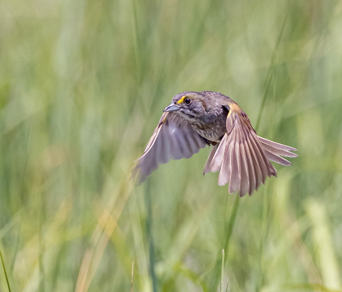 Seaside Sparrow - Mike Murphy