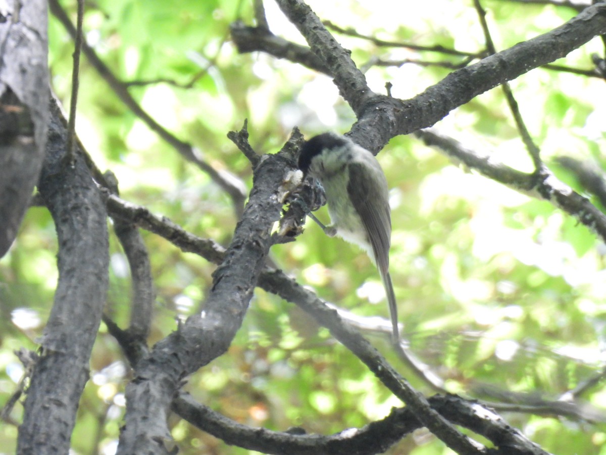 Marsh Tit - Swansy Afonso