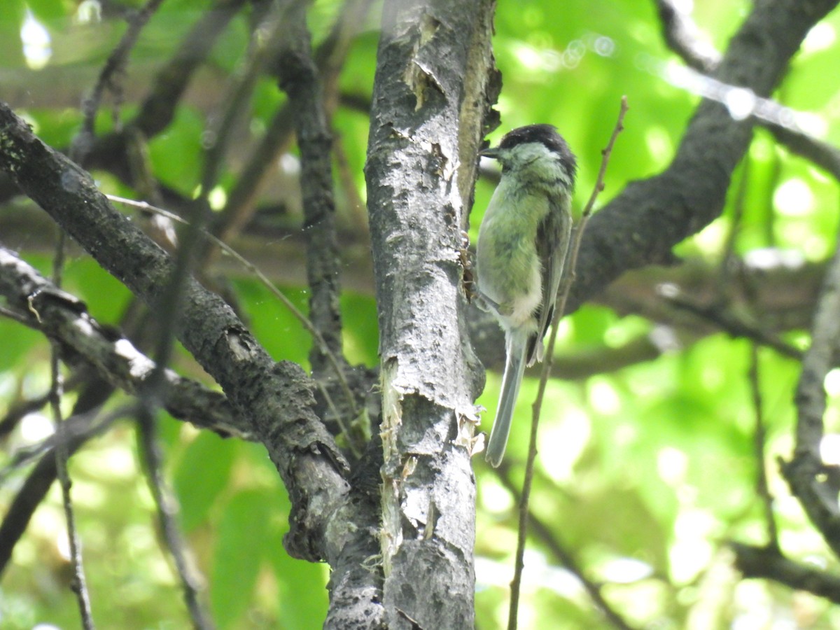 Marsh Tit - ML619669404