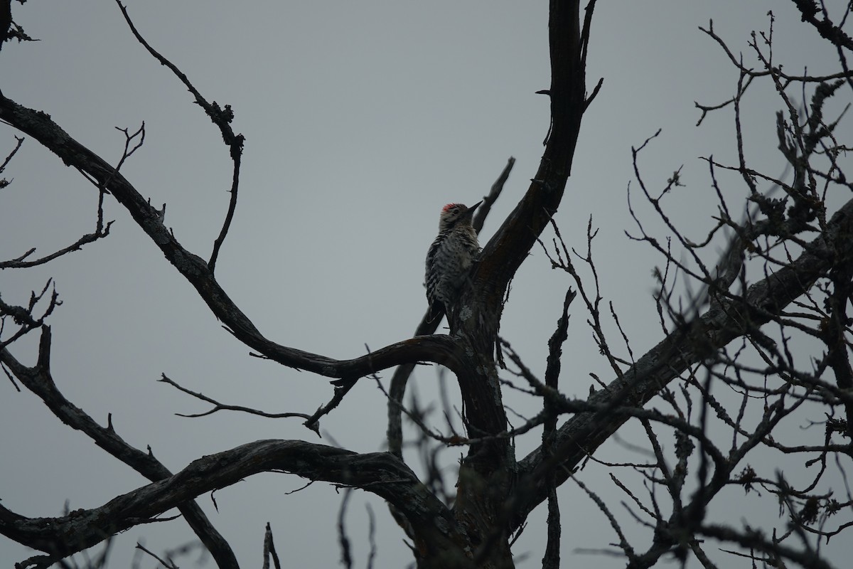 Ladder-backed Woodpecker - Francis Fekel