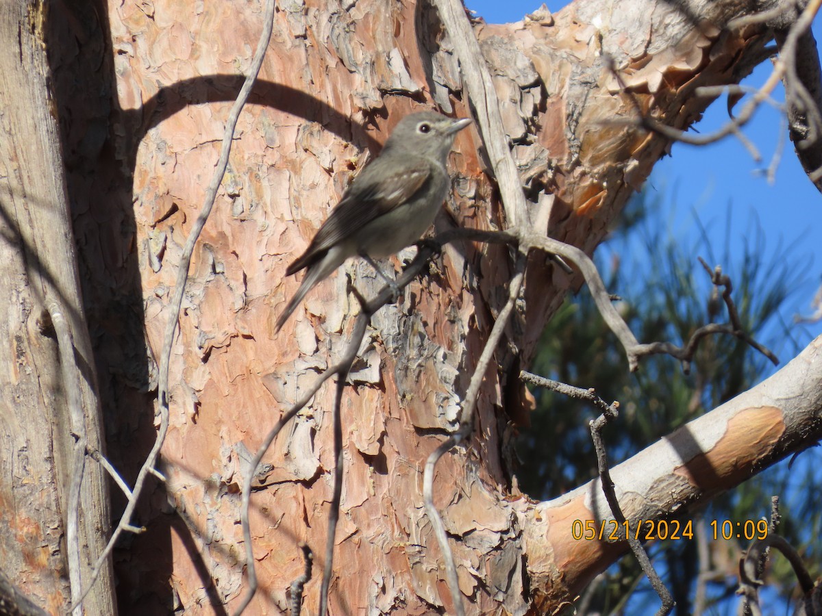 Plumbeous Vireo - Andy Harrison