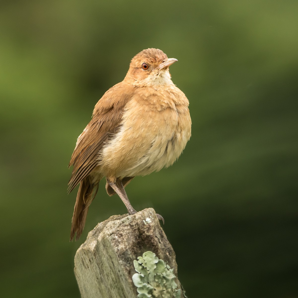 Rufous Hornero - Luiz Anjos