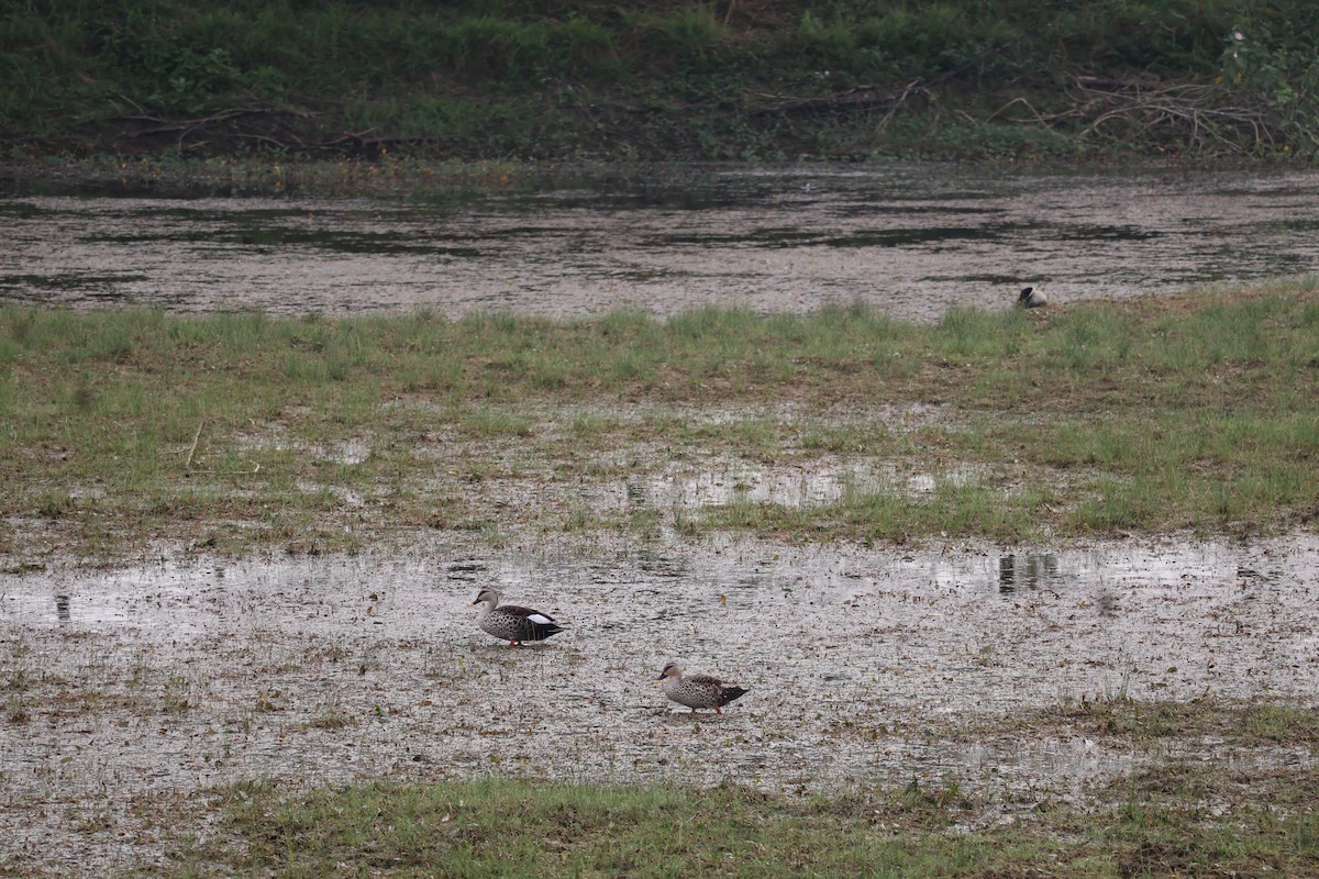 Indian Spot-billed Duck - Leena m falke Dhenge