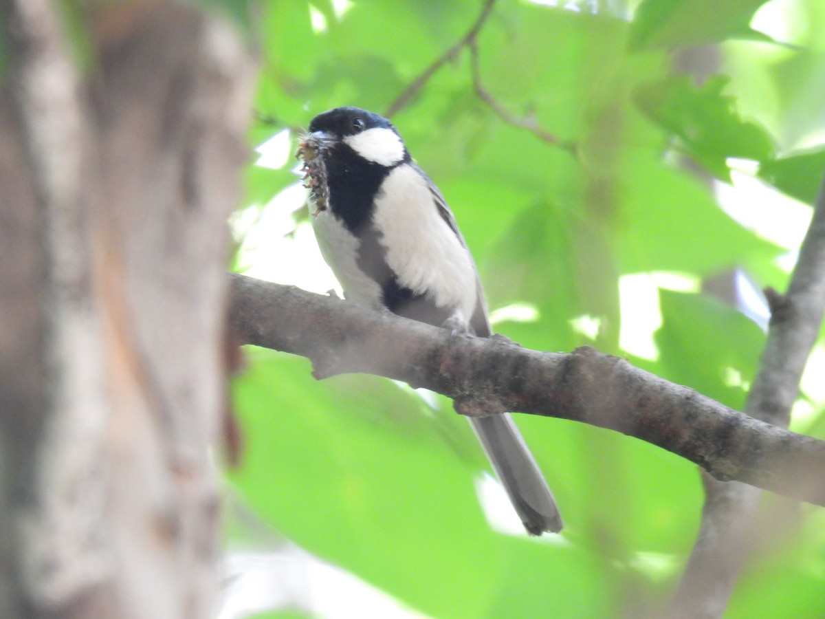 Japanese Tit - Swansy Afonso